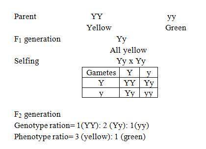 In pea plants, yellow seed color is dominant and green seed color is recessive. what will the genera