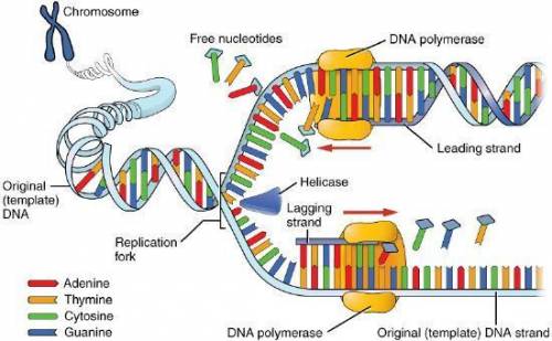 What is dna replication?