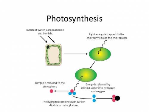 How does the process of photosynthesis create food?  (a) cells split into two new cells with the ide