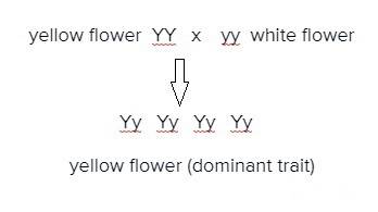 Apurebred plant that has yellow flowers is crossed with a purebred plant that has white flowers. all
