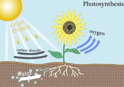 What name is given to a factor which is preventing any increase in photosynthesis?