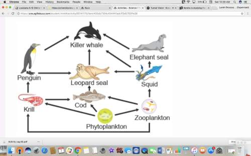 The diagram shows an ocean food web. which organism is a primary consumer?  a.kril