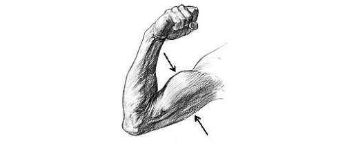 Muscles are often arranged in opposing pairs. which pair of muscles are the arrows pointing to?