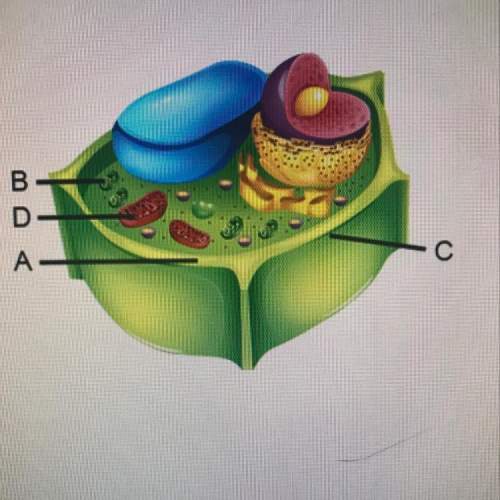 Which structures are found only in plant cells, not in animal cells?  o a and b b