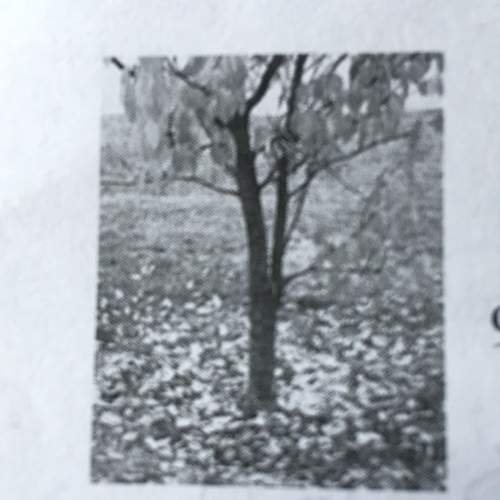 The tree in the photograph  (a) deciduous (b) evergreen  (c) an