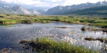 Which biome is pictured here?  a) tundra  b) taiga  c) grassland  d) t