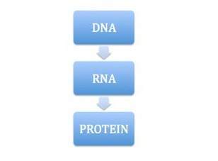 Central dogma. central dogma is represented by the schematic above. all cells, whether prokaryotic o