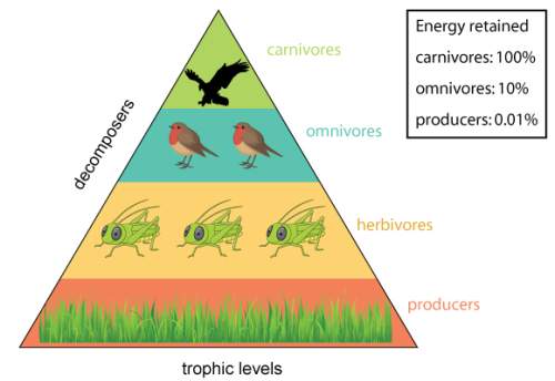 Astudent drew this model of the trophic levels of an ecosystem. how can you improve this model’s acc