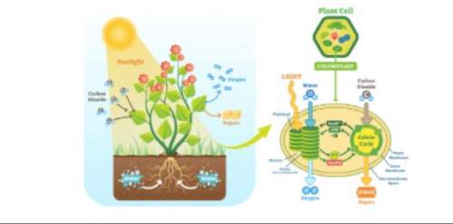Review the schematic diagram of photosynthesis and the involvement of the chloroplast in this proces