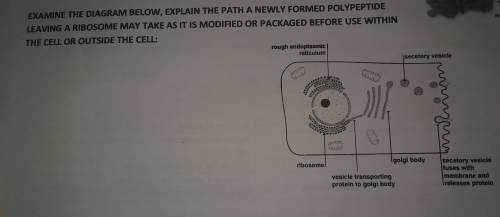 Examine the diagram below, explain the path a newly formed polypeptide leaving a ribosome may take a