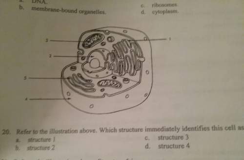 Refer to the illustration above. which structure immediately identifies this cell as a eukaryote?