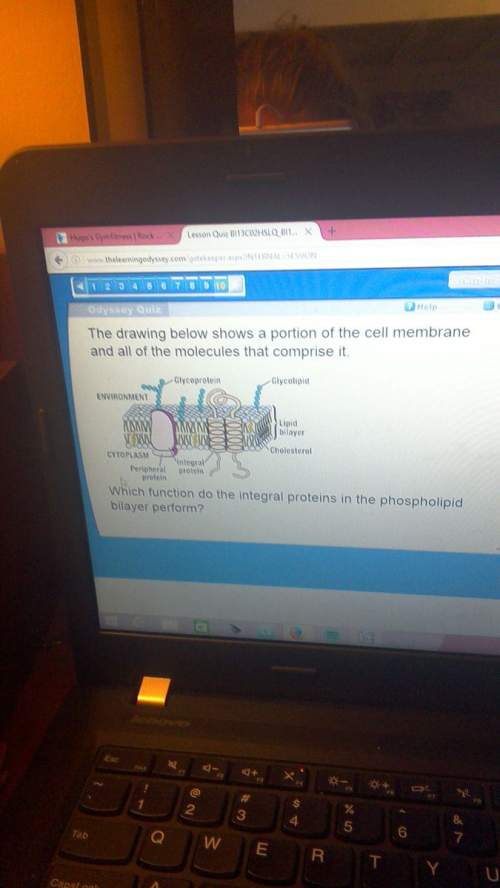 Which function do the integral proteins in the phospholipid bilayer perform?