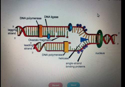 This diagram shows the functions of different enzymes during dna replication. which label would chan