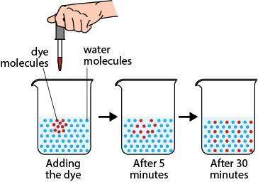 Astudent is investigating cellular transport. she fills a beaker with 250 ml of water. she places 10
