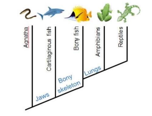 According to the cladogram, which characteristic was used to separate bony fish from amphibians?
