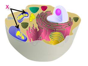 The diagram shows the inside of a eukaryotic cell. which process occurs in the structure