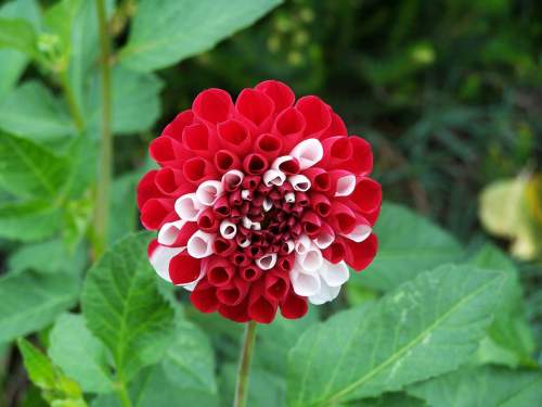 1. the image shows a flower that was produced by crossing a pure red flower with a pure white flower
