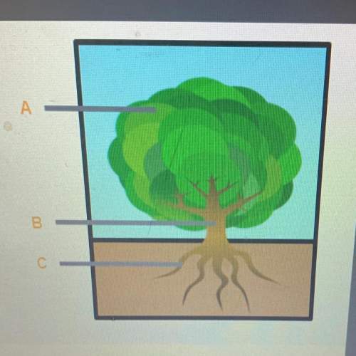 Identify the plant organs seen in the drawing. a)  b) c)