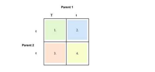 Complete this punnett square enter your answer in the space provided