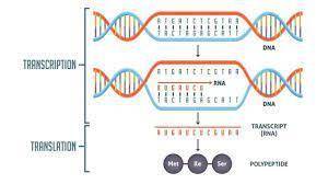 When a protein needs to be made, a signal is sent to a cell to turn on the ___B___ that codes for th