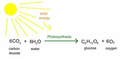 After photosynthesis, energy that the coral can use is stored in

molecules of?
Answers: 
O2 
CO2
H2