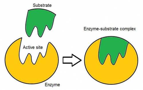 What is the open area where an enzyme attaches called?