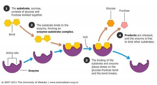 Enzymes involved in the breakdown of fats contribute to the reaction in which way? These enzymes -