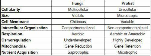 What are the differences between protists and fungi