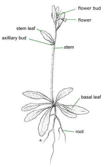 Which organ is the part of the plant that supports the leaves and flowers  a.root  b.leaf c.stem d.s
