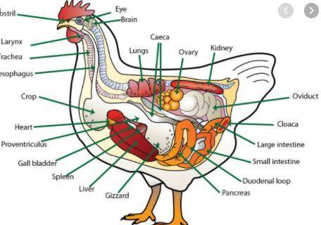 Draw and label the digestive systerm of a fowl​