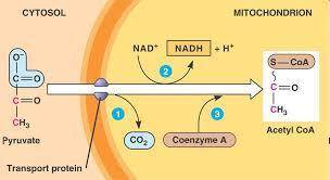 At the complete end of cellular repiration, how many molecules of ATP are produced? A. 15 B. 34 C. 3