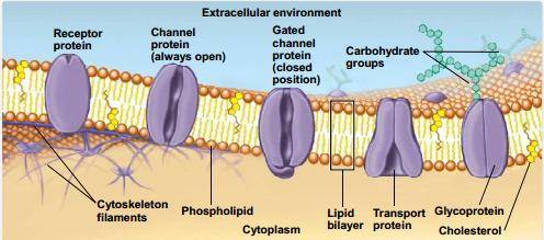 True or false
All proteins found embedded in the cell membrane are transport proteins