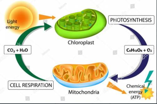 Photosynthesis and cellular respiration differ in which of the following

ways?
O The main source of