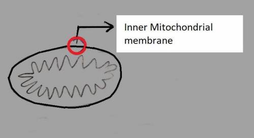 1. Consider the membranes illustrated in Model 1. Circle a section of the mitochondria below

where