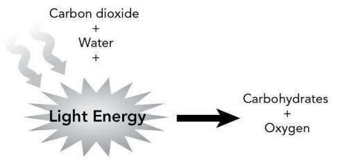 This diagram is a model of a biological process.

Carbon dioxide, water, and light energy react to f