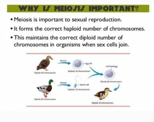 Why is meiosis necessary for multicellular organisms?