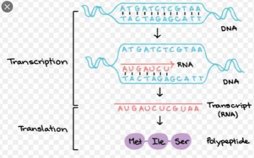 Transcribe and translate dna