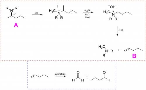 Achiral amine a having the r configuration undergoes hofmann elimination to form an alkene b as the 