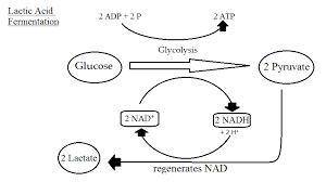 In muscle tissue, what is the reactant of lactic acid fermentation and the product that builds up du