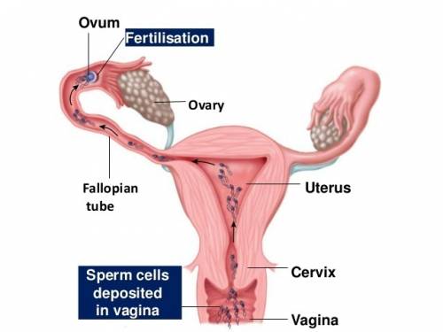 Fertilization usually takes place in the select one:  a. vagina. b. uterus. c. cervix. d. pelvic cav