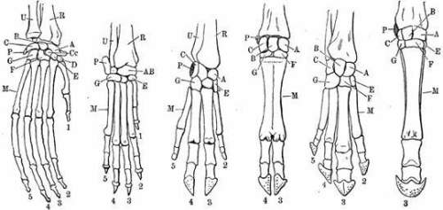 The diagram shows the leg bones of a (left -&gt; right): orangutan, dog, pig, cow, tapir, and hors