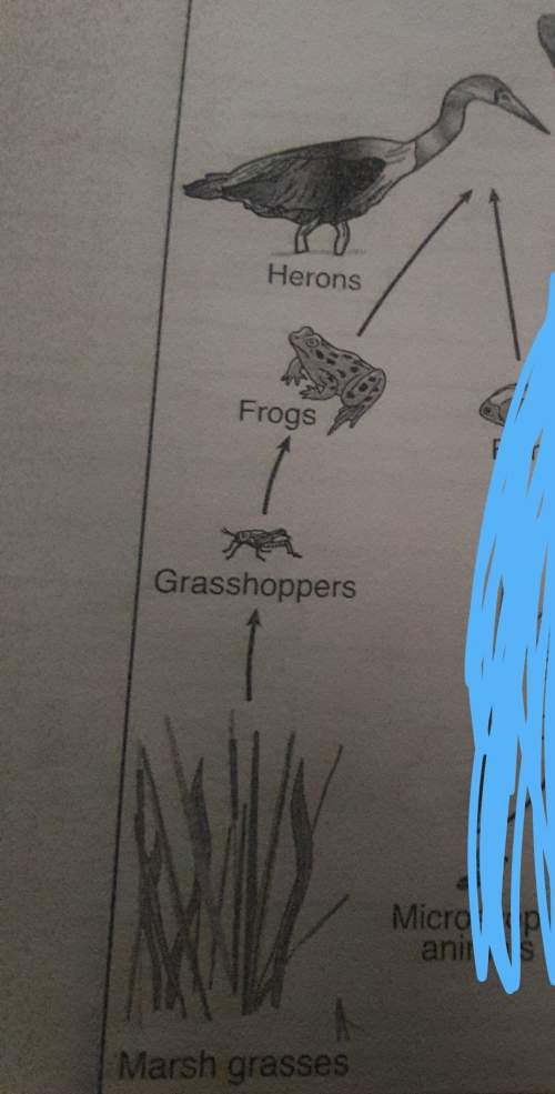 Would the population of marsh grasses might increase if the population of hernos decreased