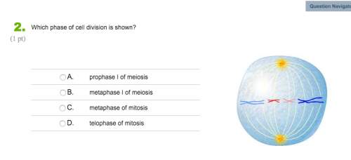 15 points. which phase of cell division is shown in this photo?