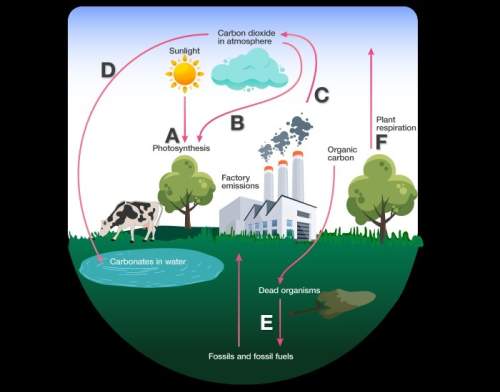 Which arrow or arrows indicate a process that cycles carbon from living or nonliving organisms? des