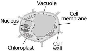 How does the cell membrane in the drawing above to maintain the health of this cell?