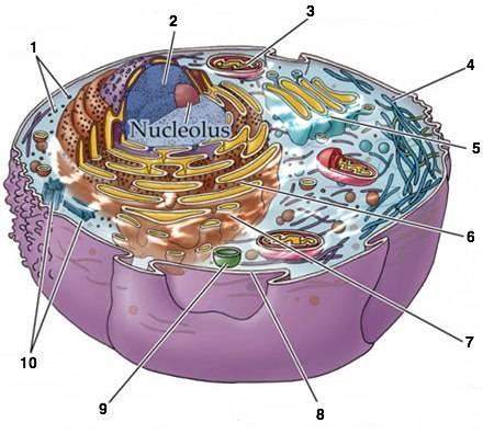 The building of proteins, or translation, occurs on which number-labeled organelle?