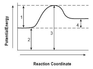 Given the potential energy diagram for a reaction:  which intervals are affected by the