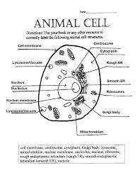 Drow the typical picture of animal cell