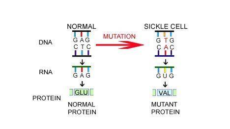 Structural genes, called mutations, may produce harmful, beneficial, or neutral effects to the struc