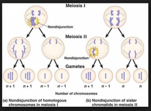 How does nondisjunction occur in meiosis